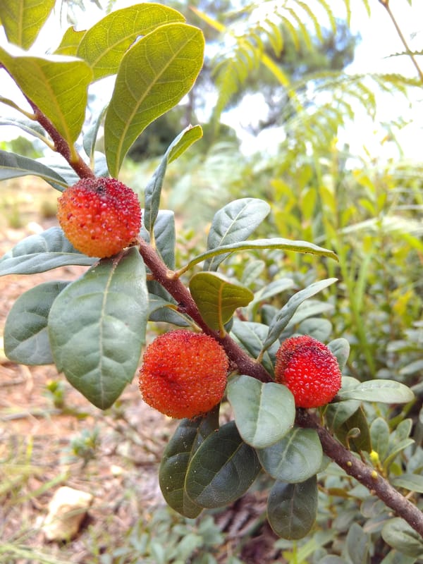 野生杨梅