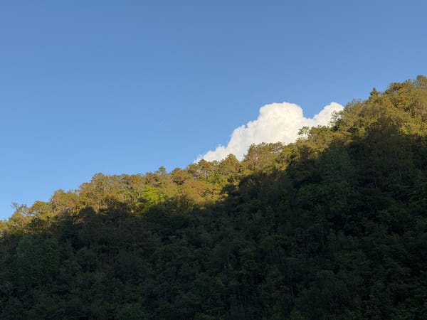 云与树